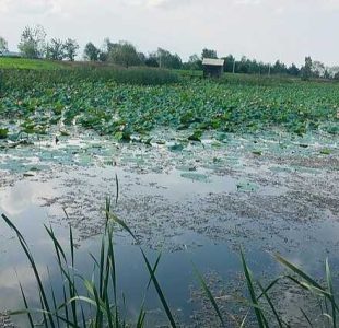 پناهگاه حیات وحش سلکه؛ تالابی دایمی با آب شیرین