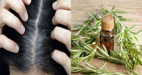 جوانه گندم برای سفیدی مو