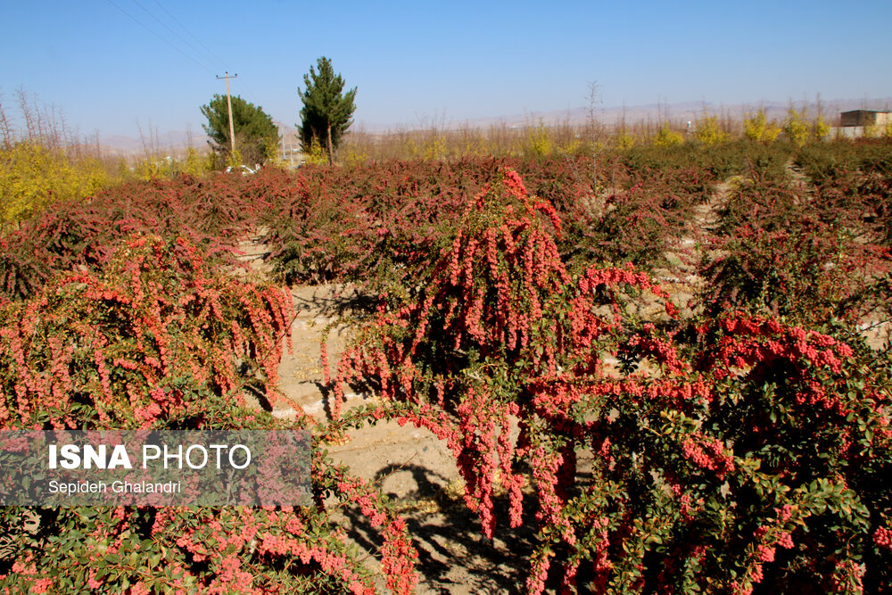 خطر نابودی درخت زرشک بی‌دانه/پسته جای «گنج طلایی طبیعت» می‌نشیند