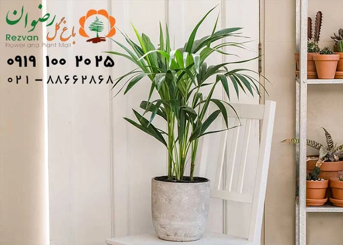 چه گل هایی برای تزیین راه پله مناسب است؟