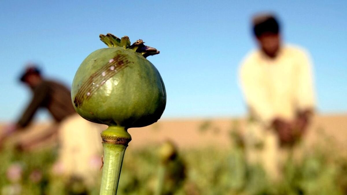 افغانستان تجارت تریاک در افغانستان رونق گرفت؛ از مزارع پنهان تا فروش مجازی